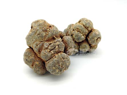 三七哪種頭數(shù)好？60頭好還是20頭好？