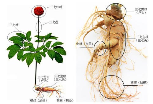 三七整體示意圖