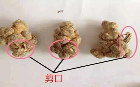 有剪口的三七