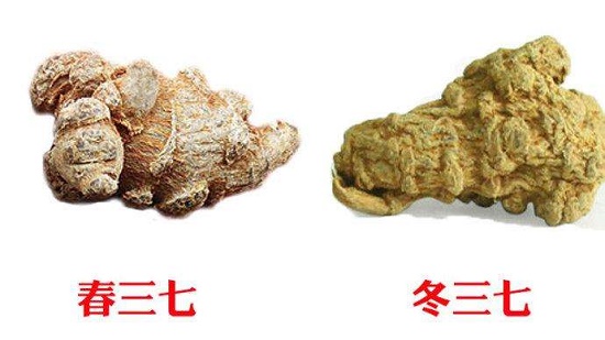 不同時間收獲的三七